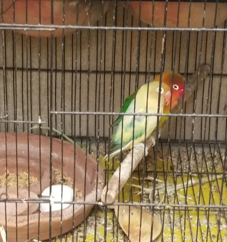 Birds lover — photo 2