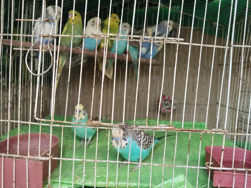 Birds lover — photo 3