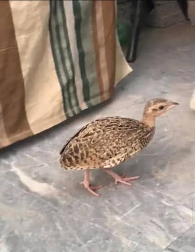 Kala Teetar Chick For sale