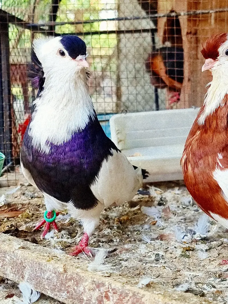 Unique pegion for sale — photo 2