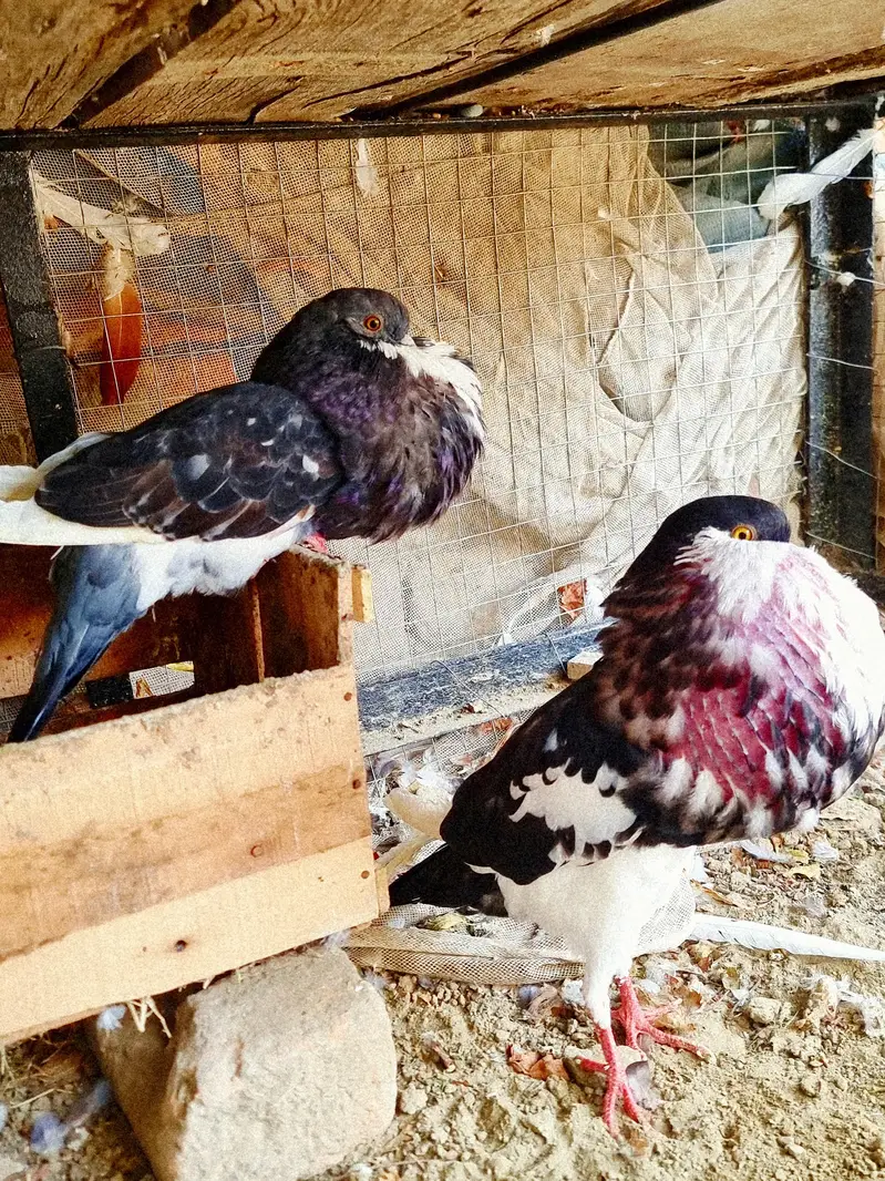 Unique pegion for sale — photo 3