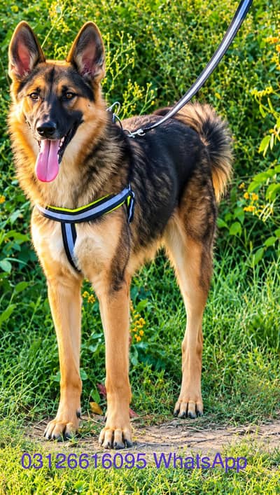 Bagiya wali dog full security karta hai mail