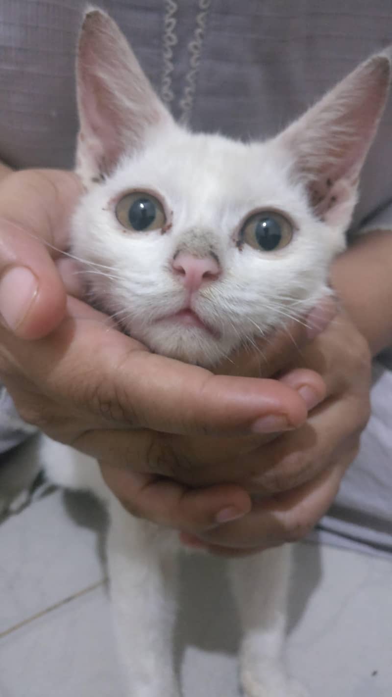 Pure White Persian Kitten For Sale - Lahore - Cats - 1119752806
