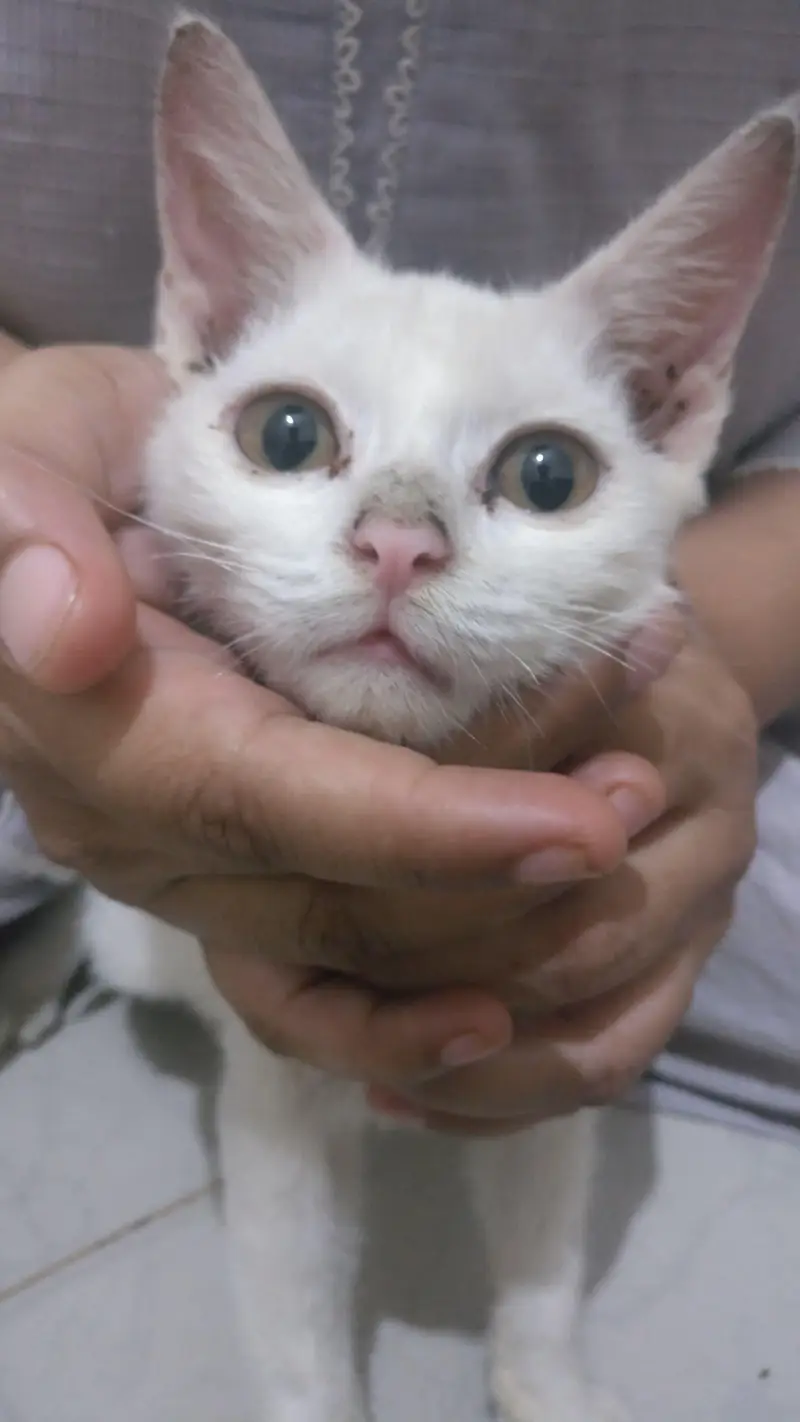 Pure White Persian Kitten For Sale - Lahore — photo 2