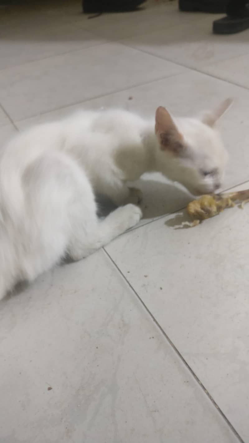 Pure White Persian Kitten For Sale - Lahore - Cats - 1119752806