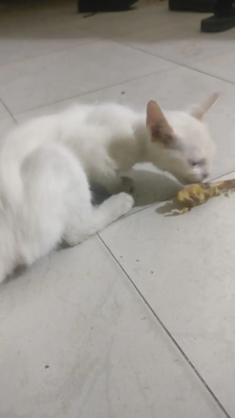 Pure White Persian Kitten For Sale - Lahore — photo 3