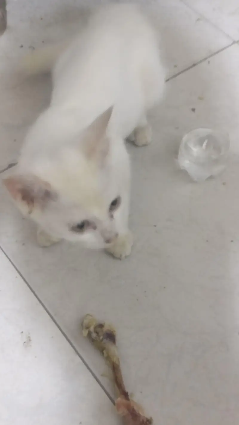 Pure White Persian Kitten For Sale - Lahore — photo 4