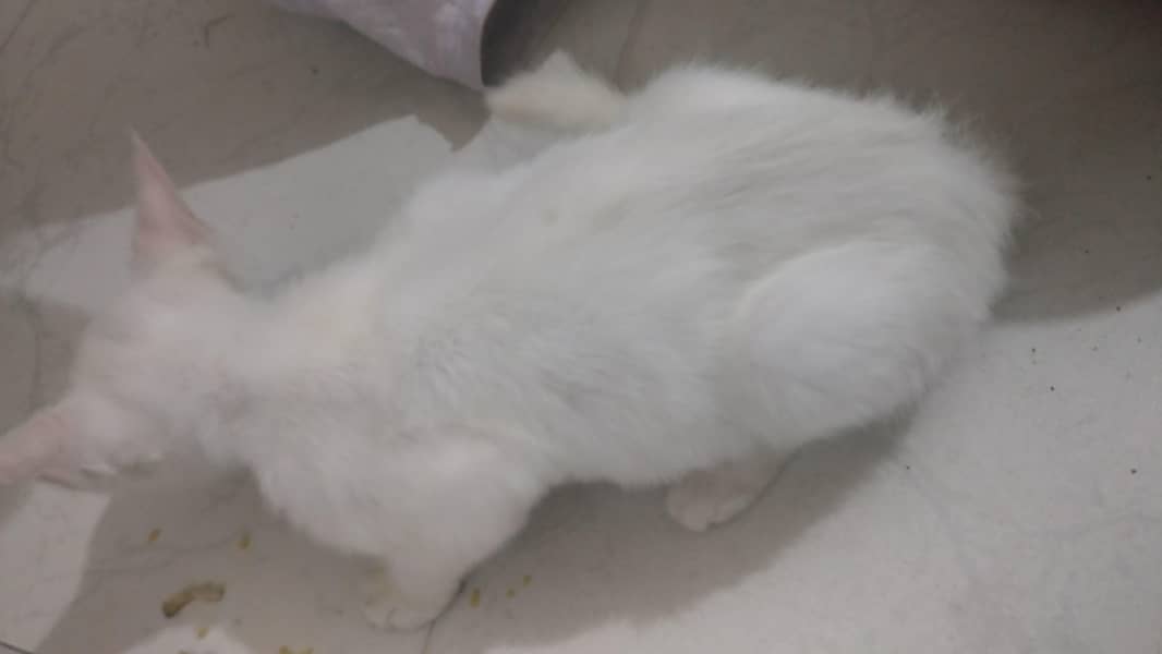 Pure White Persian Kitten For Sale - Lahore - Cats - 1119752806
