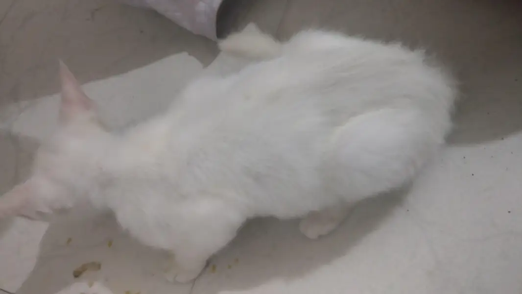 Pure White Persian Kitten For Sale - Lahore — photo 5