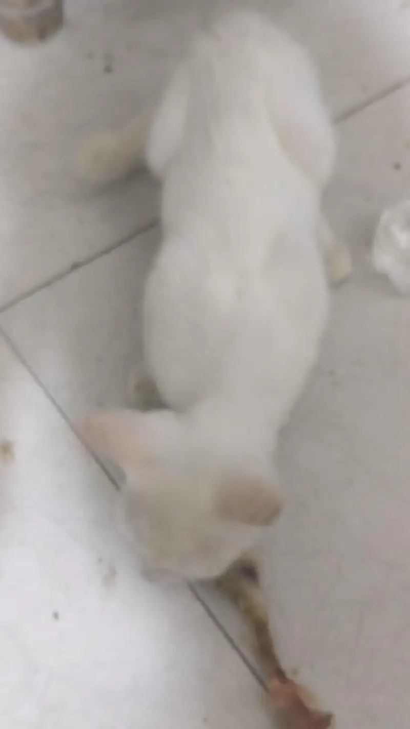 Pure White Persian Kitten For Sale - Lahore — photo 6