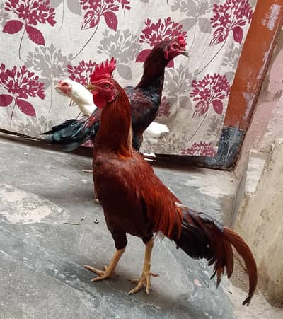 Aseel Murgha Sale Ke Liye