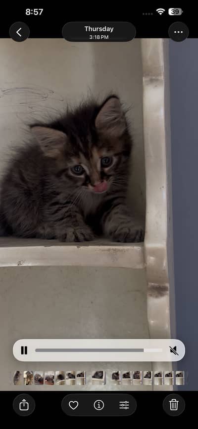 pure persian female kittens