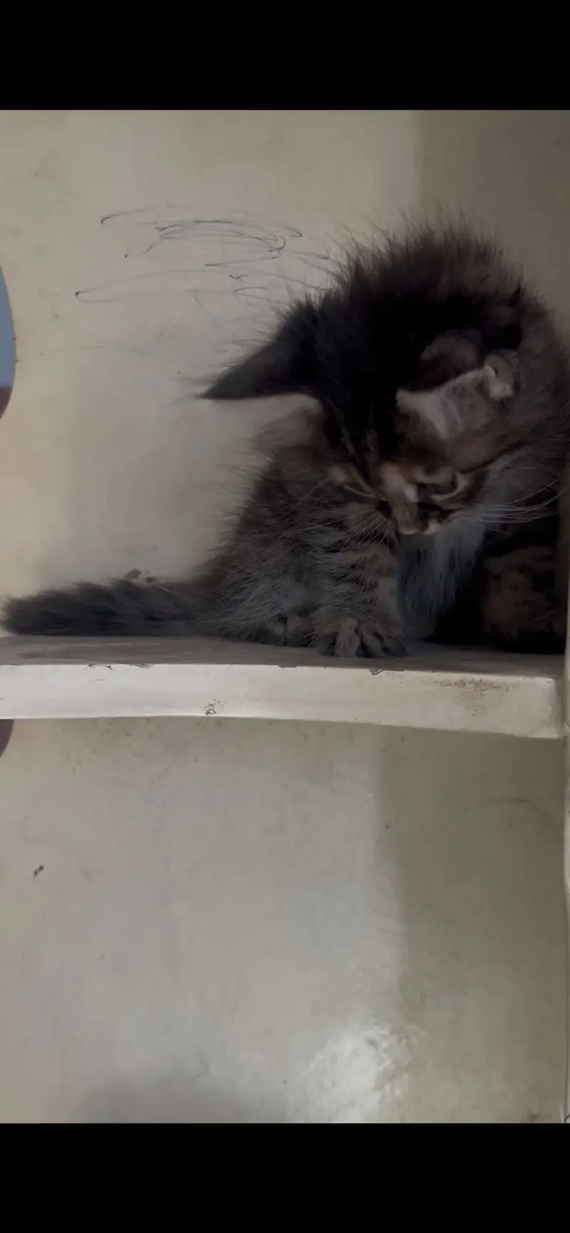 pure persian female kittens — photo 2
