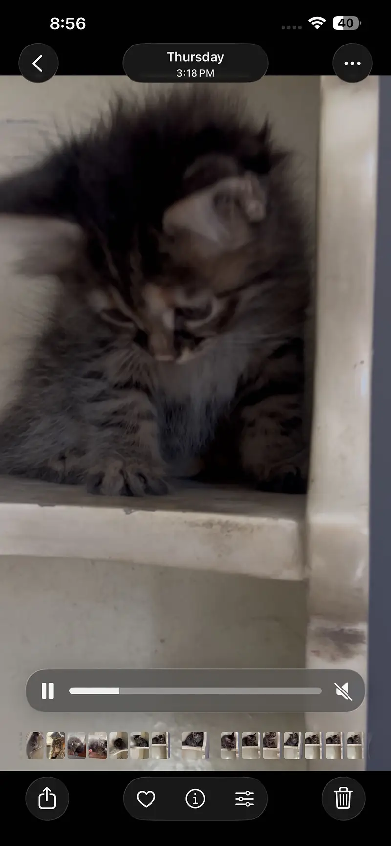 pure persian female kittens — photo 3