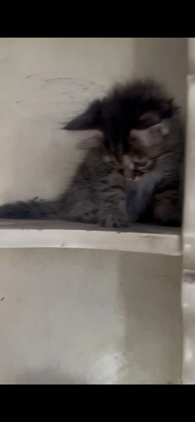 pure persian female kittens — photo 4