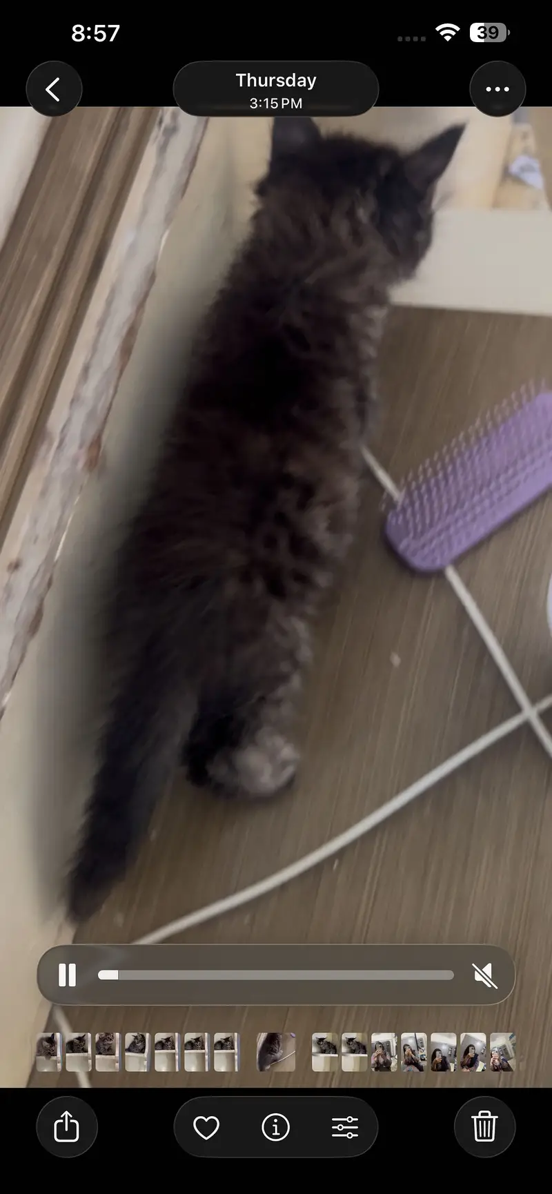 pure persian female kittens — photo 5