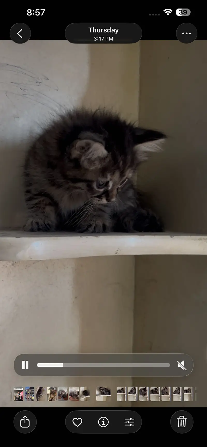 pure persian female kittens — photo 6