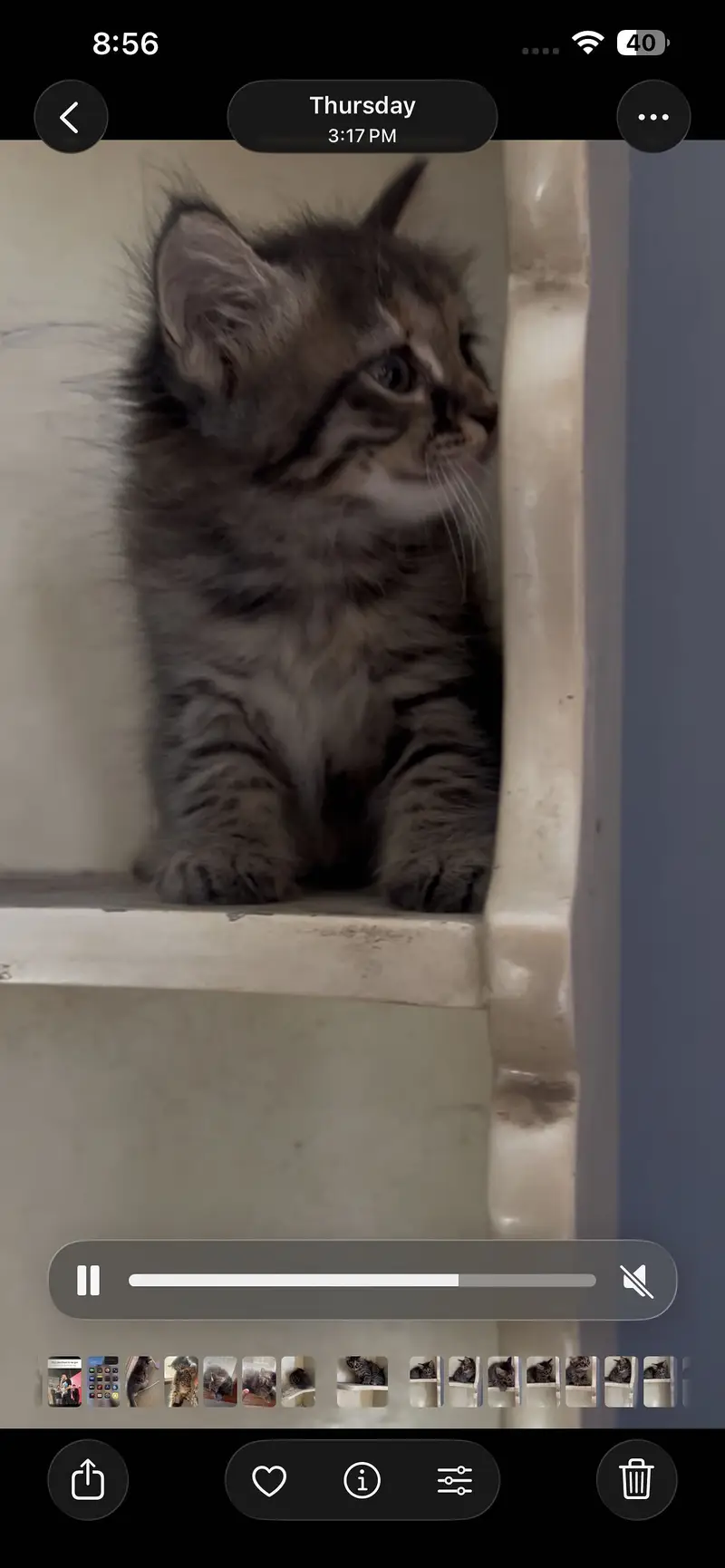 pure persian female kittens — photo 7