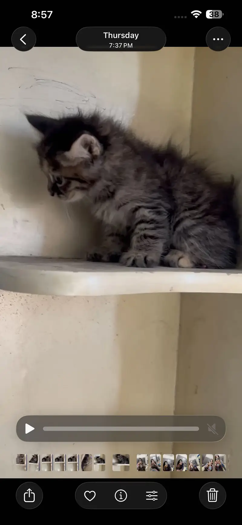 pure persian female kittens — photo 8
