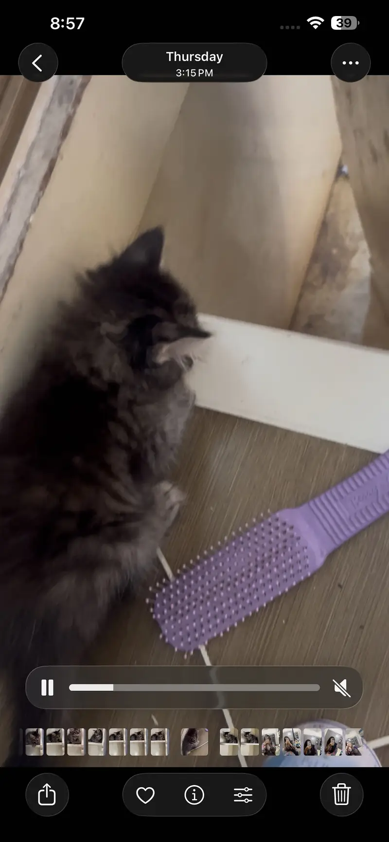pure persian female kittens — photo 9