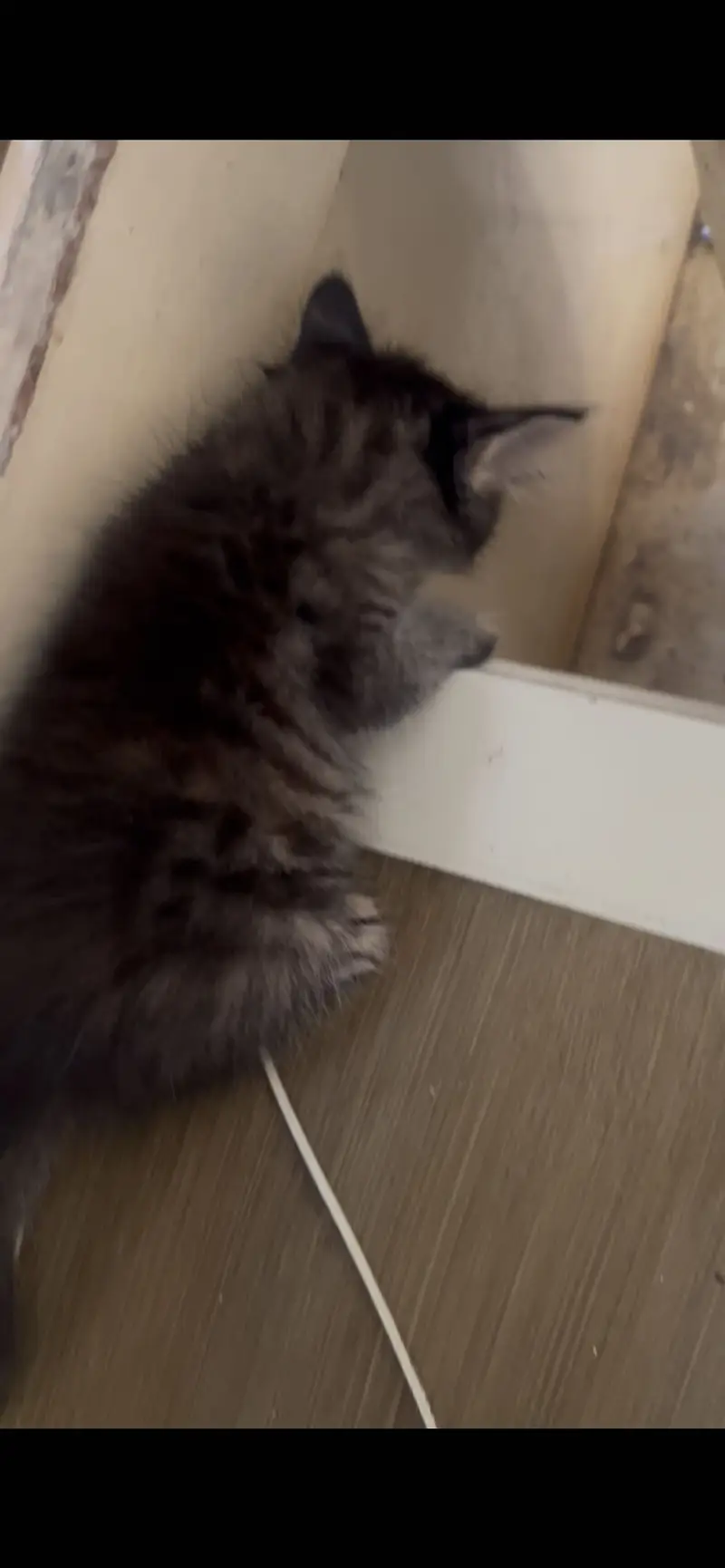 pure persian female kittens — photo 10