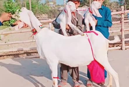 Desi Bakri Our 2 Bacchon Ka Sath Urgent for sale WhatsApp ,03230718297