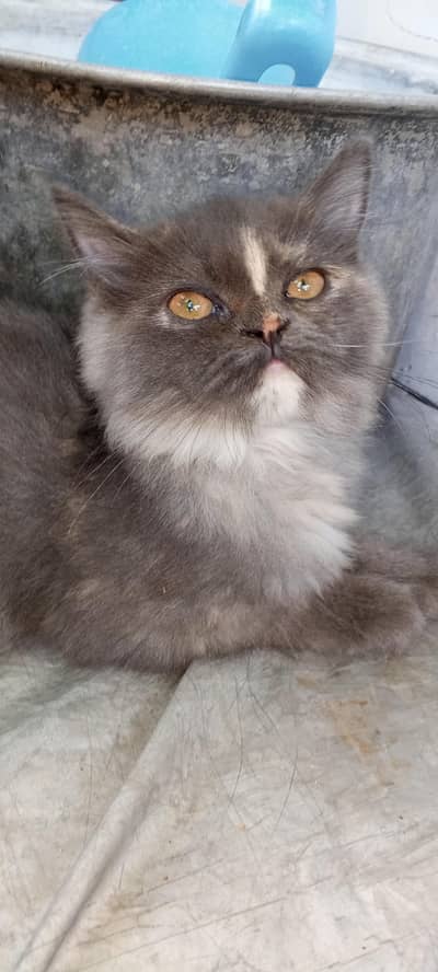 Beautiful Multi-Color Cat