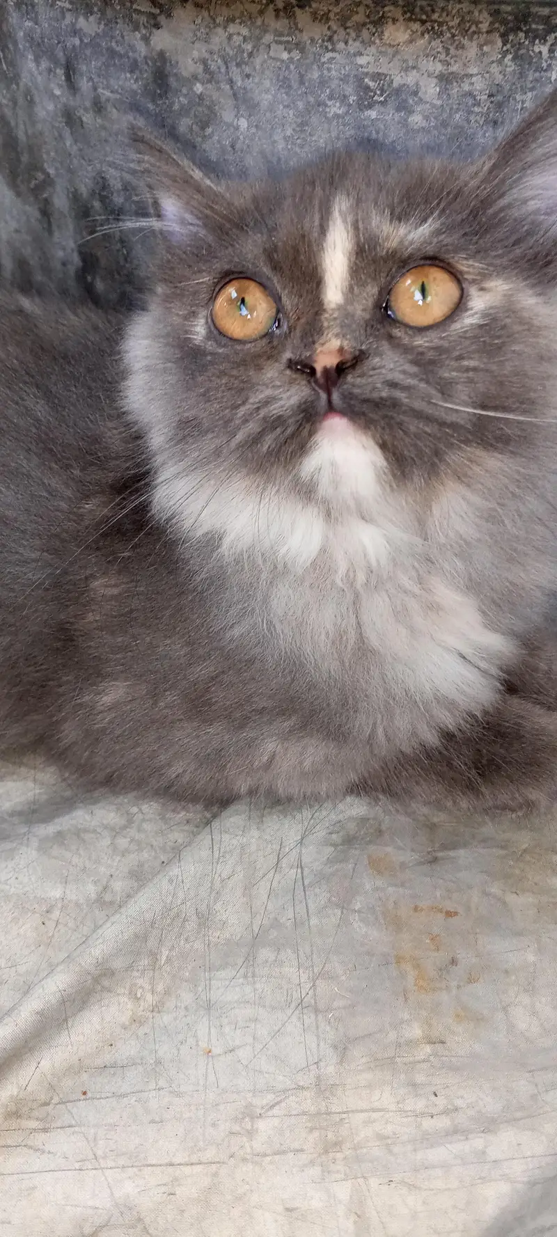 Beautiful Multi-Color Cat — photo 2