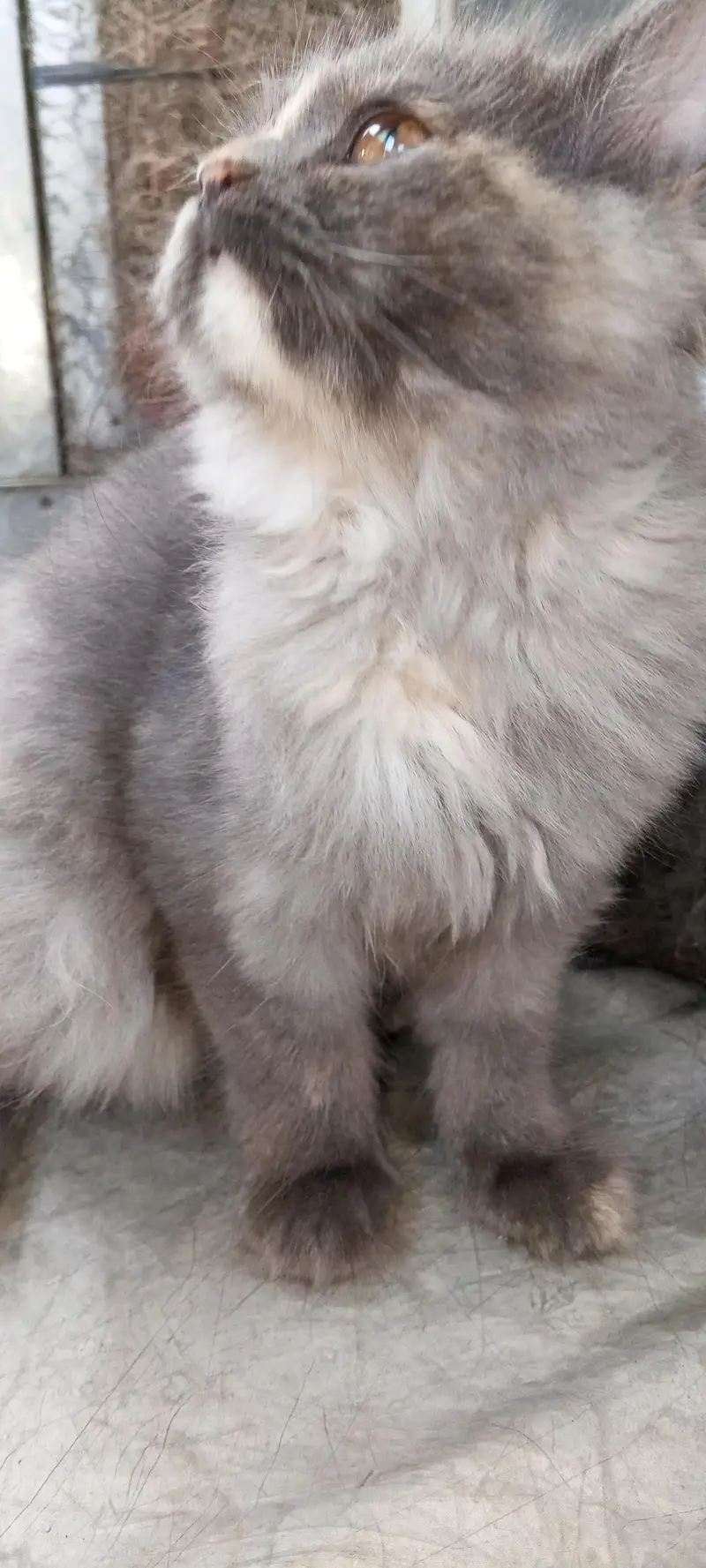 Beautiful Multi-Color Cat — photo 4