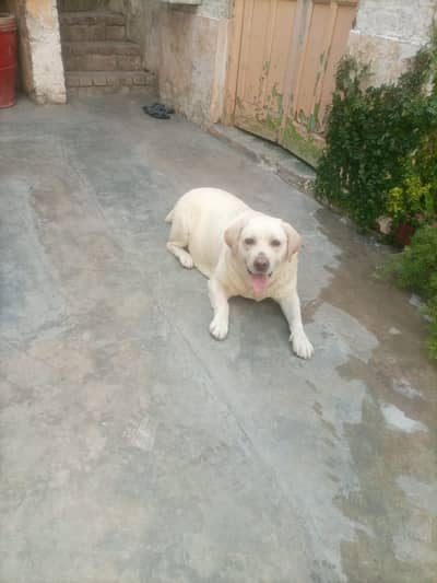 British Labrador Female