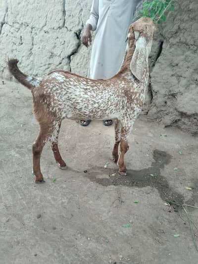 desi Bakra for sale