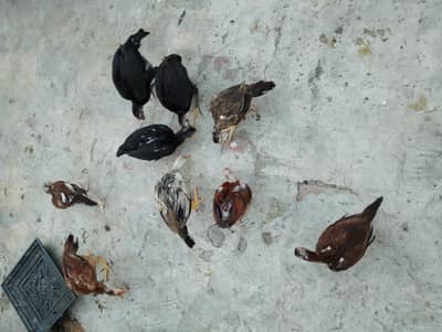Aseel ke bacche for sale