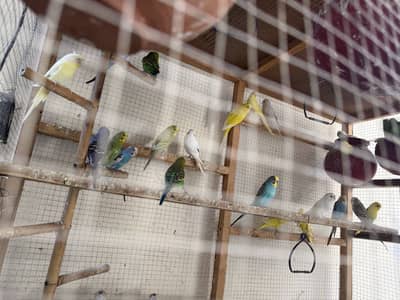Australian parrots