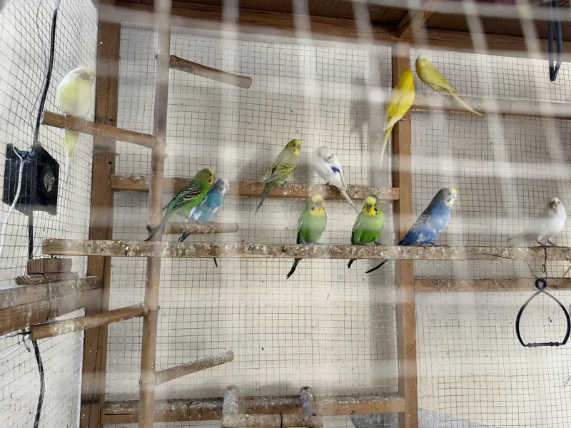 Australian parrots — photo 2