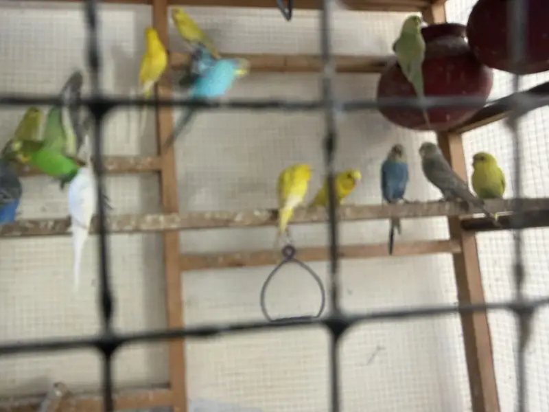 Australian parrots — photo 3