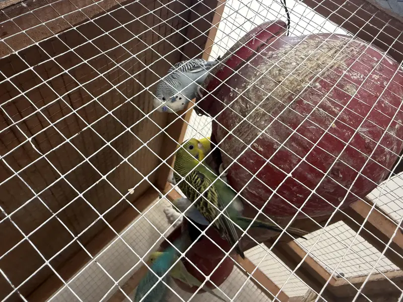 Australian parrots — photo 4