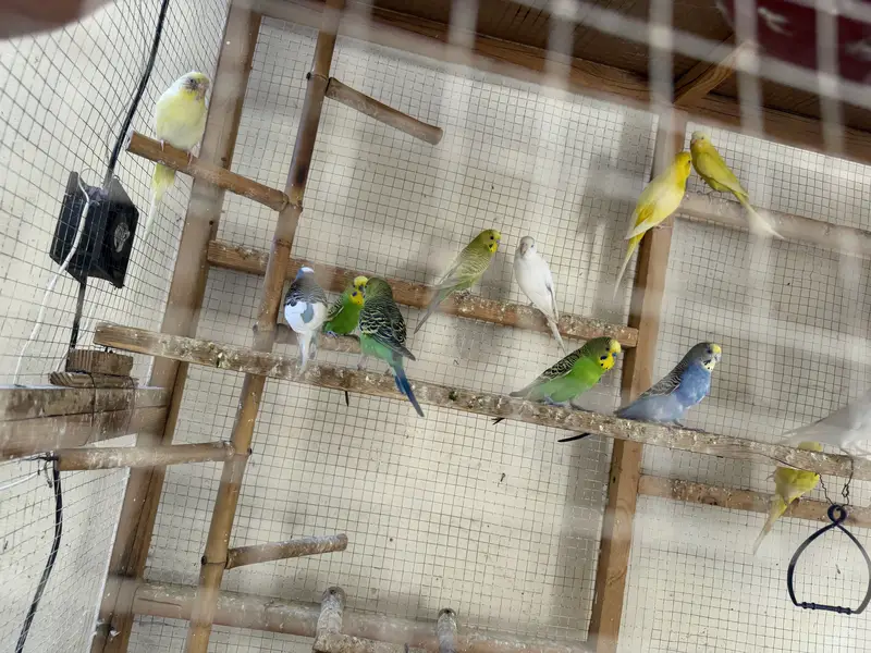 Australian parrots — photo 5