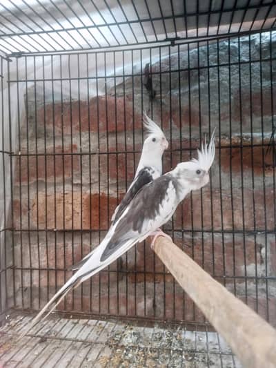 V Paid Cockatiel Healthy active pair Available Nail tail fly All ok