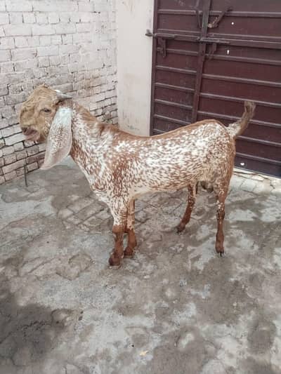 desi bakra for Sale Mashallah