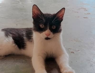 Male cat long hair