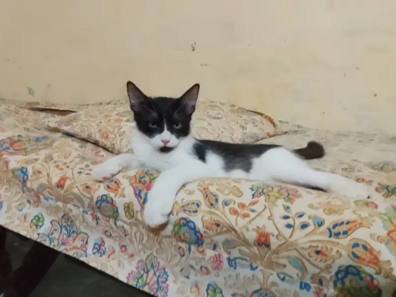 Male cat long hair — photo 3