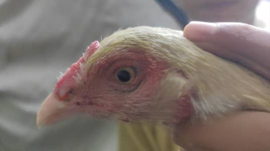 asseel murgi for sale