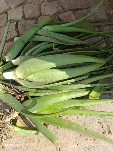 Desi kuwar gandhar for sale  250