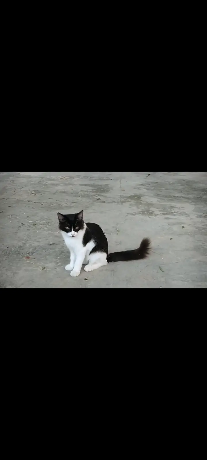 Male cat long hair — photo 5