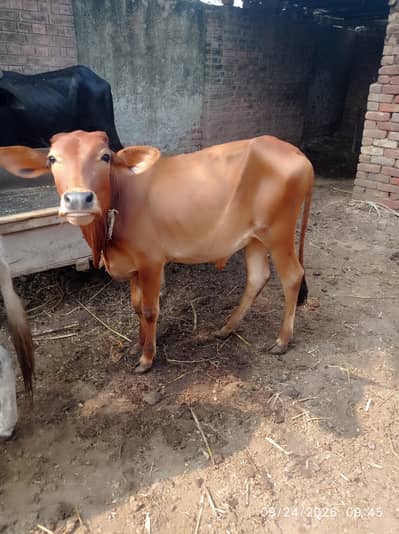 Sahiwal Nasal Bachra
