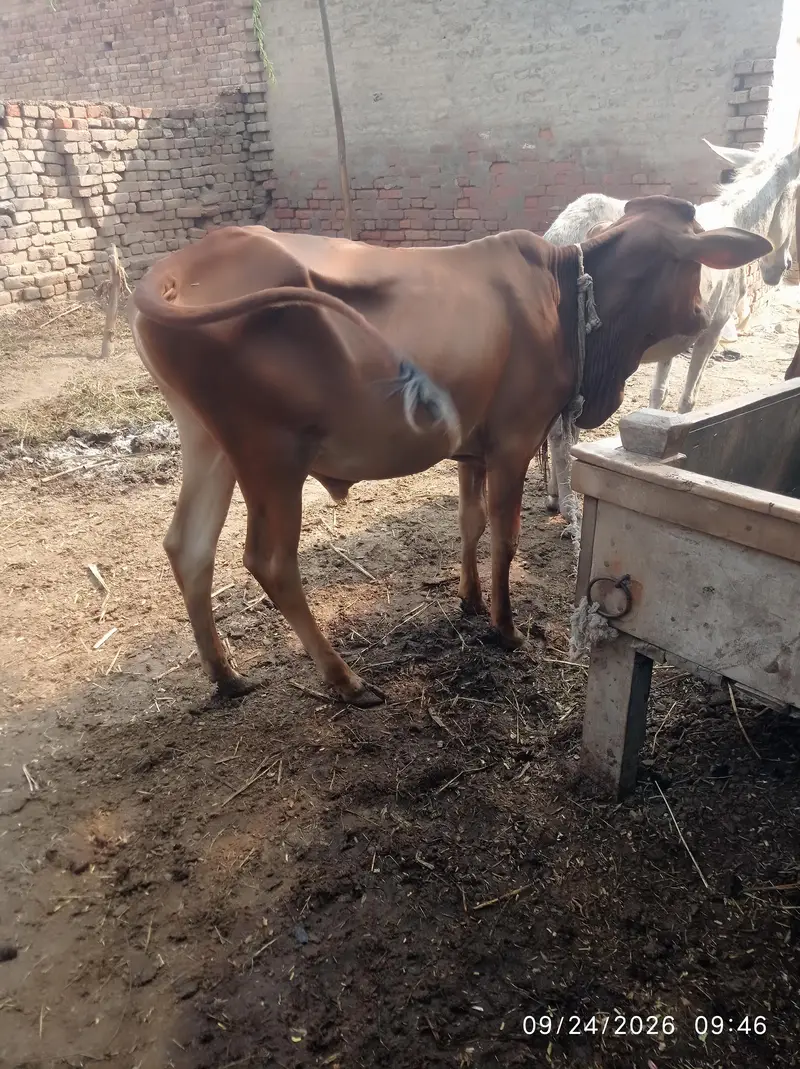 Sahiwal Nasal Bachra — photo 2