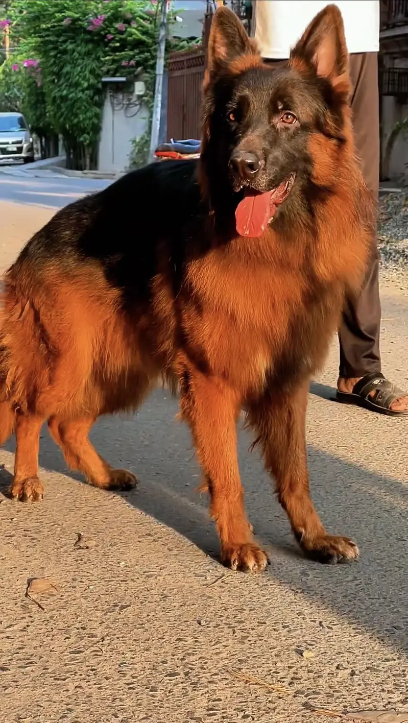Not for Sale World Champion Bloodline — photo 2