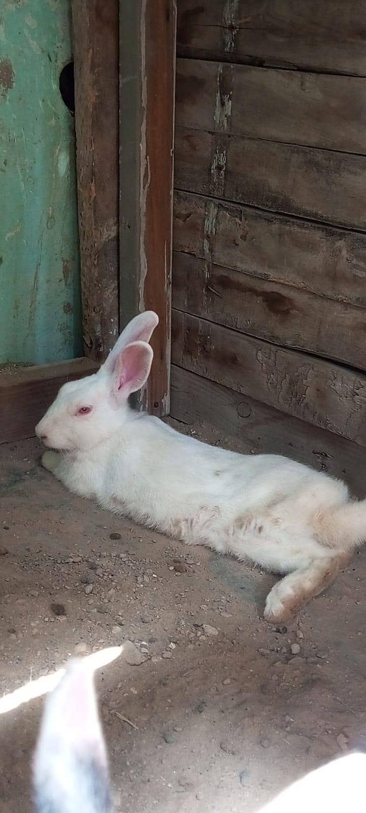 اعلیٰ کوالٹی کا نر خرگوش برائے فروخت 0