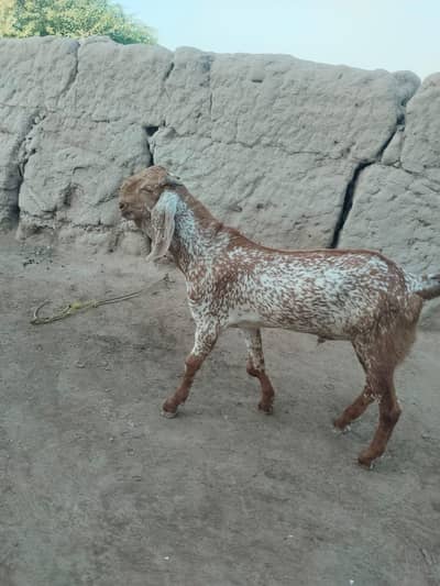 desi Bakra for sale Kisi bhai ko chahie To Mere WhatsApp pe rabta