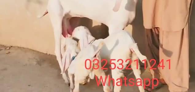 gulabi bakri 2 bacho wali sale need cash urgent sale